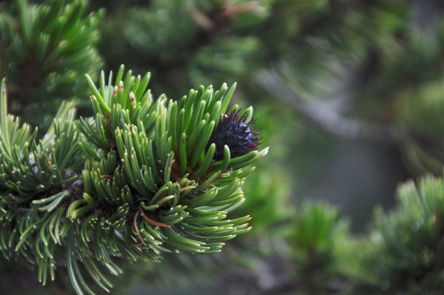bristlecone pine cone 2 yrs old